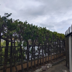 Ｙ様邸剪定